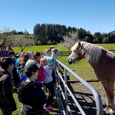 Bauernhofbesuch der 3. Klassen